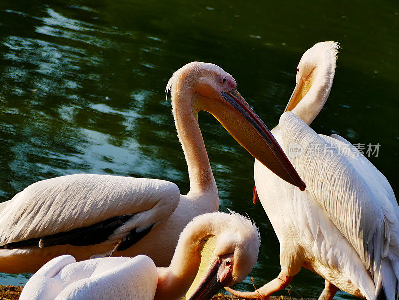 大白鹈鹕(Pelecanus onocrotalus)